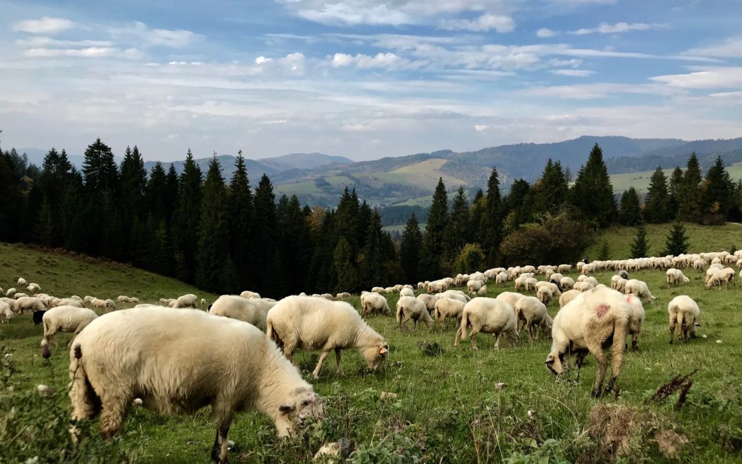 Owce w Pieninach Odkryj Mapę